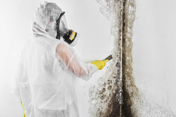 Best Mold Remediation for Specific Building Types in Sheridan, AR