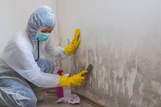 Best Kitchen Mold Remediation in Sheridan, AR