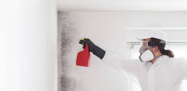 Best Emergency Mold Remediation in Sheridan, AR