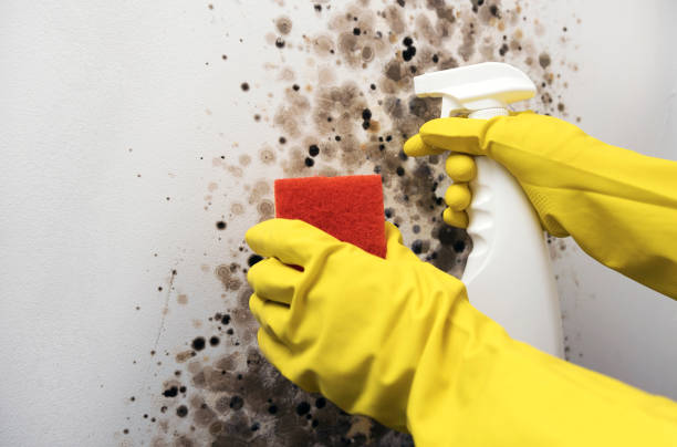 Best Basement Mold Remediation in Sheridan, AR