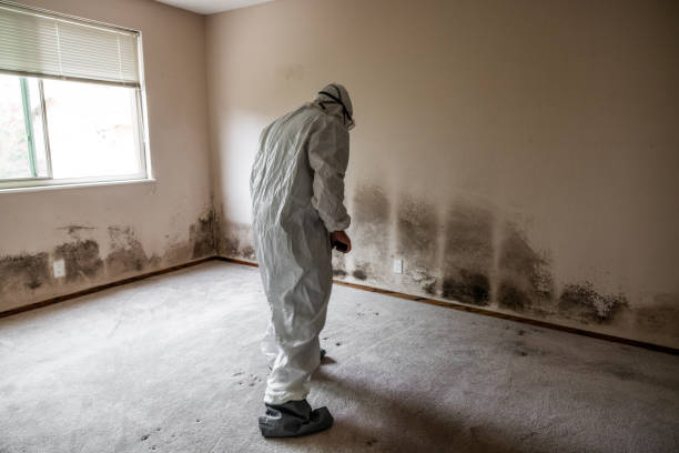 Best Black Mold Remediation in Sheridan, AR