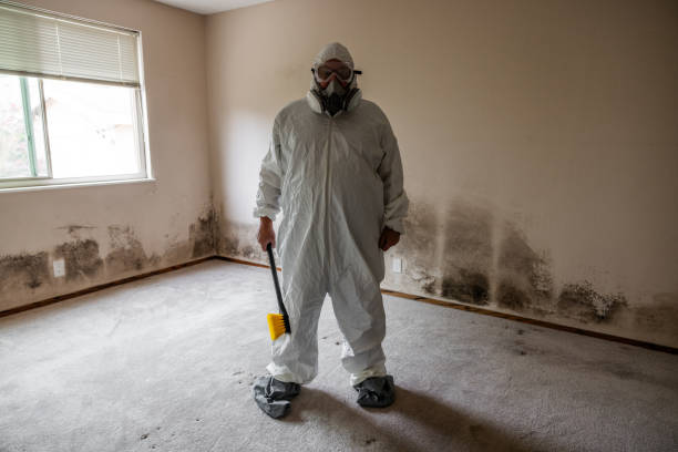 Best Post-Flood Mold Remediation in Sheridan, AR